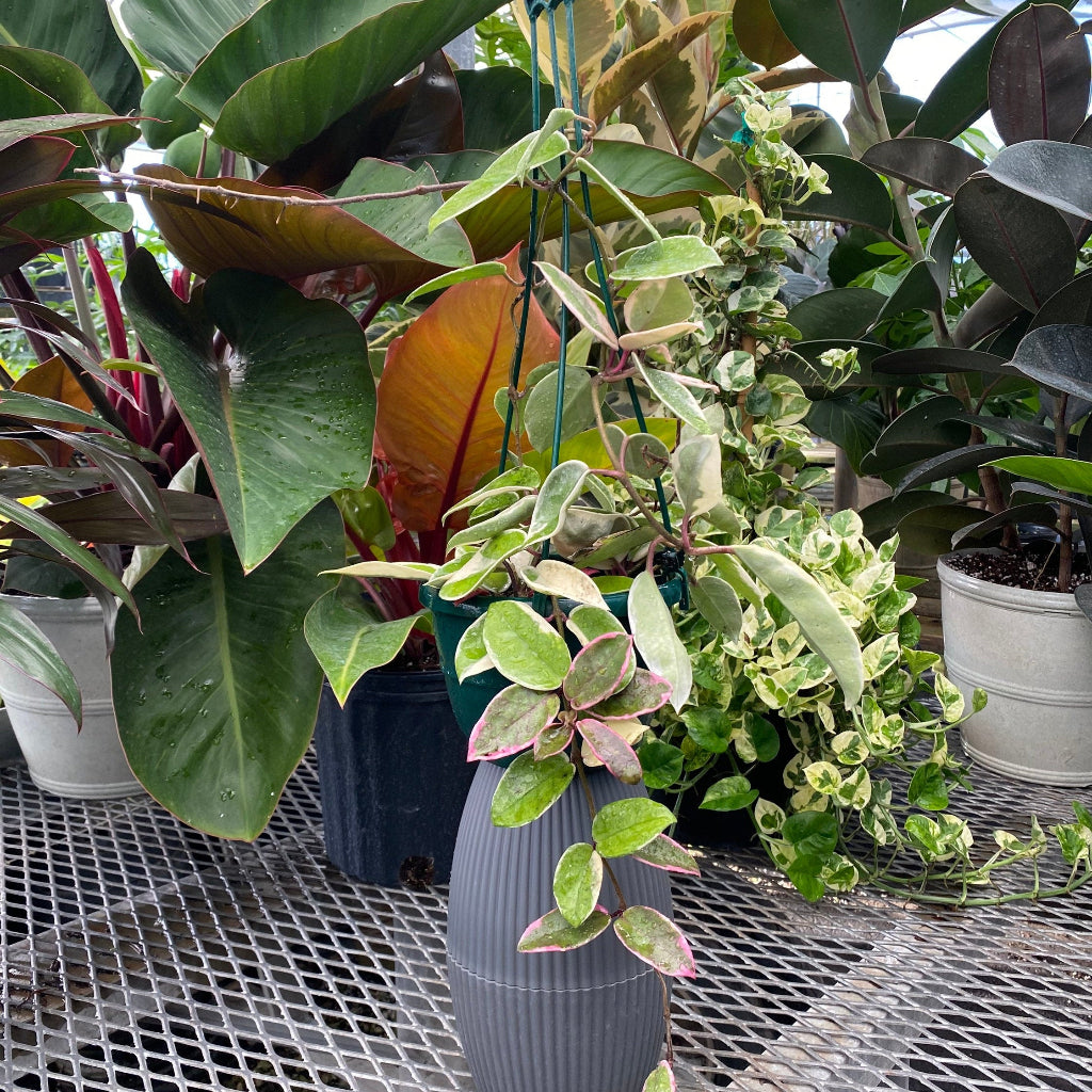 Hoya Krimson Queen in Hanging Basket, Hoya Carnosa Variegated outside