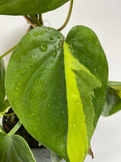 close view of leaf of a Philodendron Brazil in Trellis, Live Tropical Plant Vine