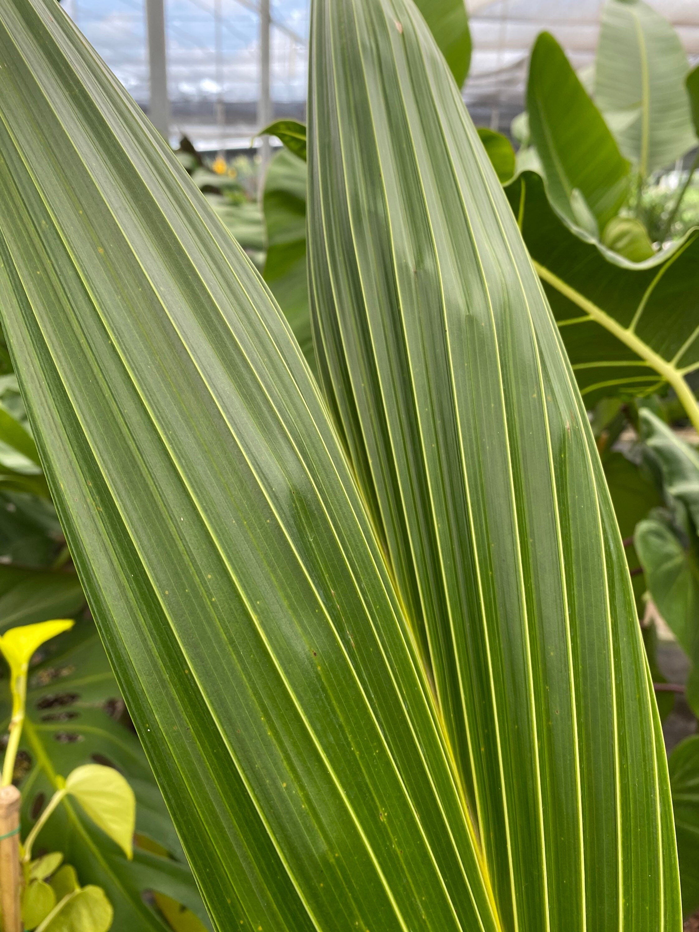 Coconut Palm Tree, Green Malayan Cocos nucifera