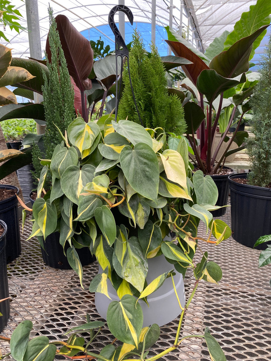 Philodendron Brazil in Hanging Basket, Live Tropical Vining Plant