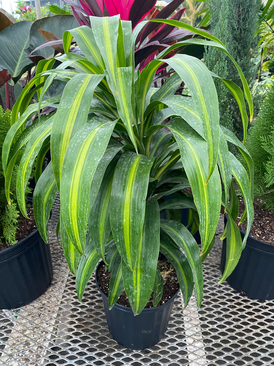 Dracaena Hawaiian Sunshine, Live Plant Indoor Air Purifier