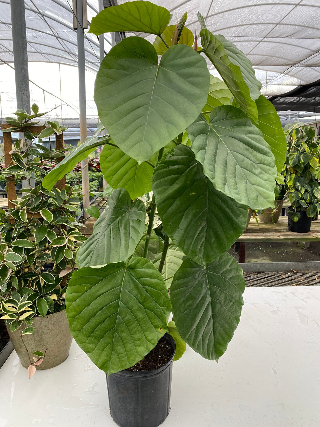 leaves of Ficus Umbellata, Heart Leaf Ficus, Live Indoor Plant