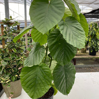 Ficus Umbellata, Heart Leaf Ficus, Live Indoor Plant