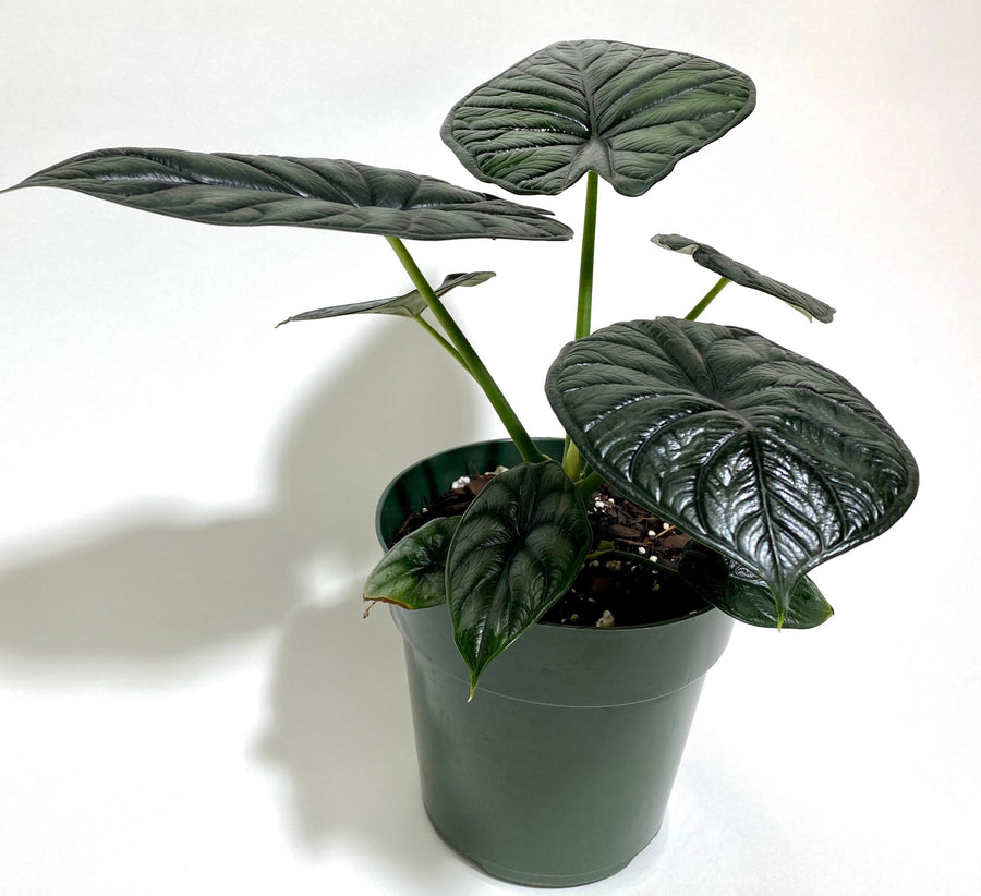 Alocasia Baginda Dragon Scale, Live Indoor plant.