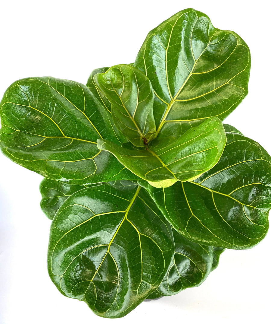 Ficus Lyrata Tree Form Single, Fiddle Leaf Fig Tree
