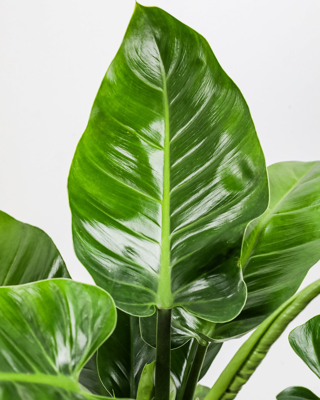 front view of Philodendron Green Congo, Natures Beauty leaf