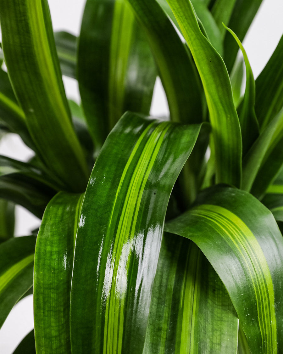Dracaena Hawaiian Sunshine, Live Plant Indoor Air Purifier