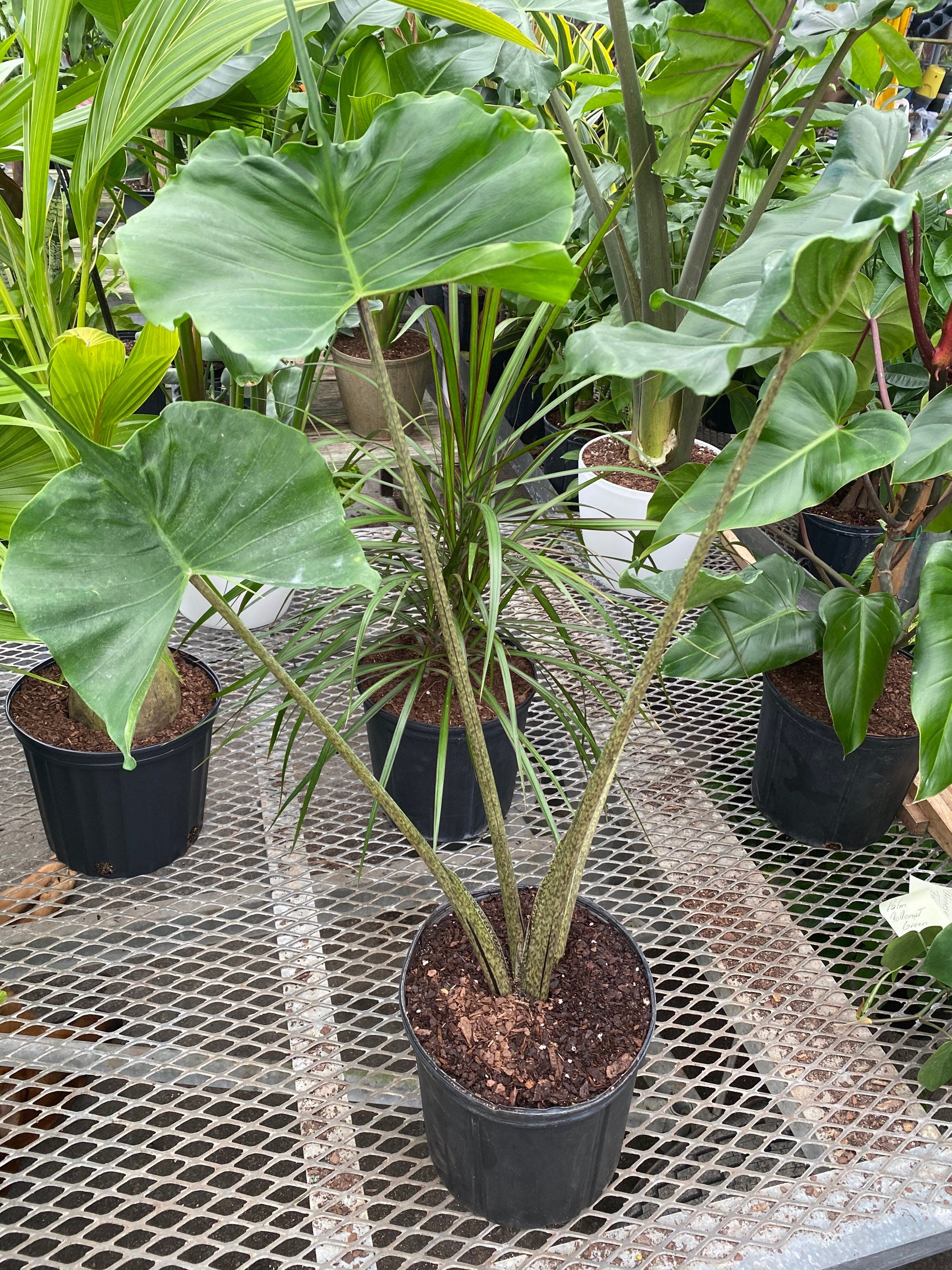 can elephant ear plants live indoors Alocasia Stingray, Elephant Ears Live Indoor Plant