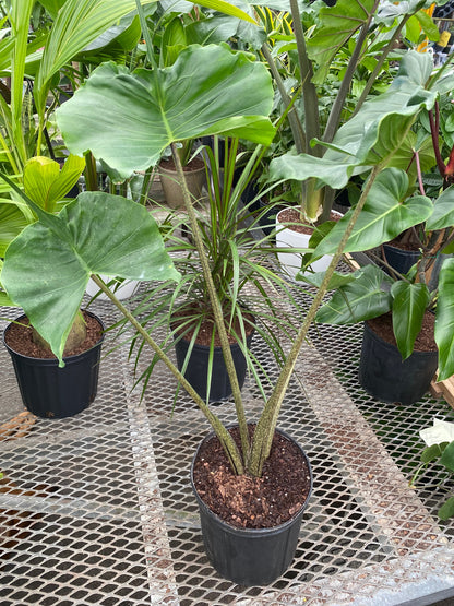 elephant ear plant with slits Alocasia Stingray, Elephant Ears Live Indoor Plant