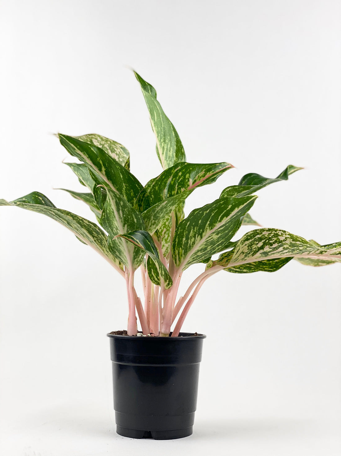 Aglaonema Sparklin Sara, Chinese Evergreen