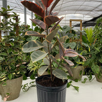 Ficus Ruby Tree Form 2-Stem, Rubber Tree Live Plant Indoor Air Purifier