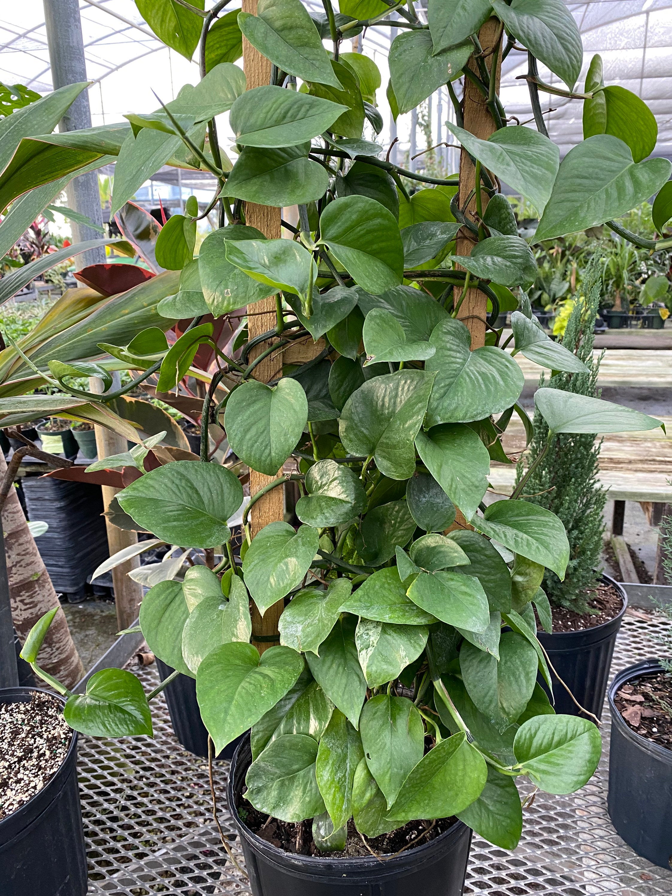 pothos green plant Jade Pothos in Trellis, Epipremnum Aureum Jade
