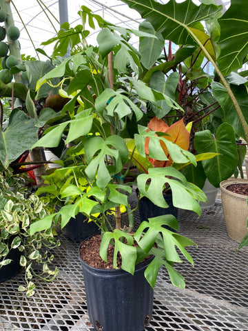 Monstera Ginny Vining in Trellis, Philodendron Minima Tetrasperma