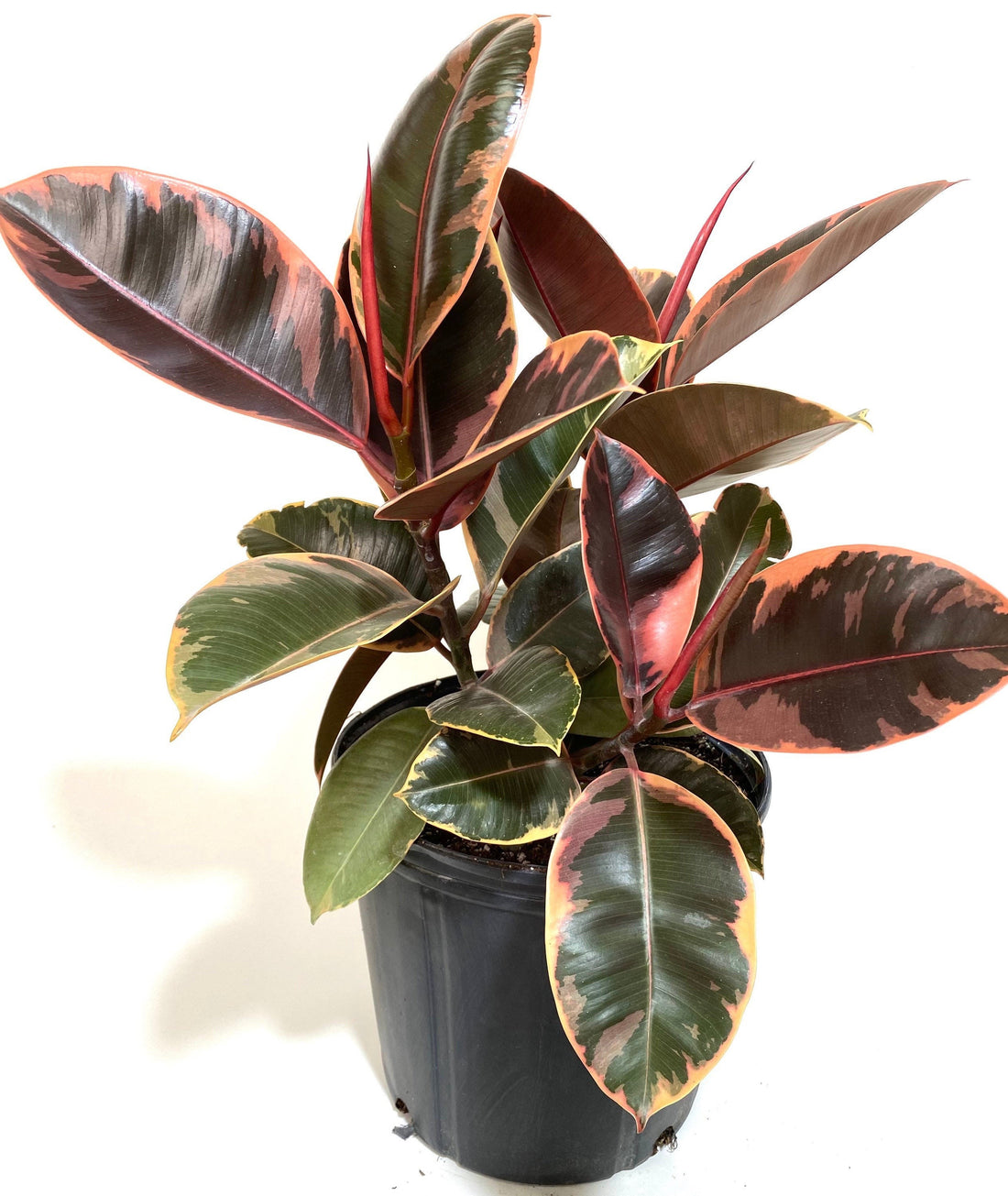 Ficus Ruby Bush, Rubber Tree Live Plant Indoor Air Purifier