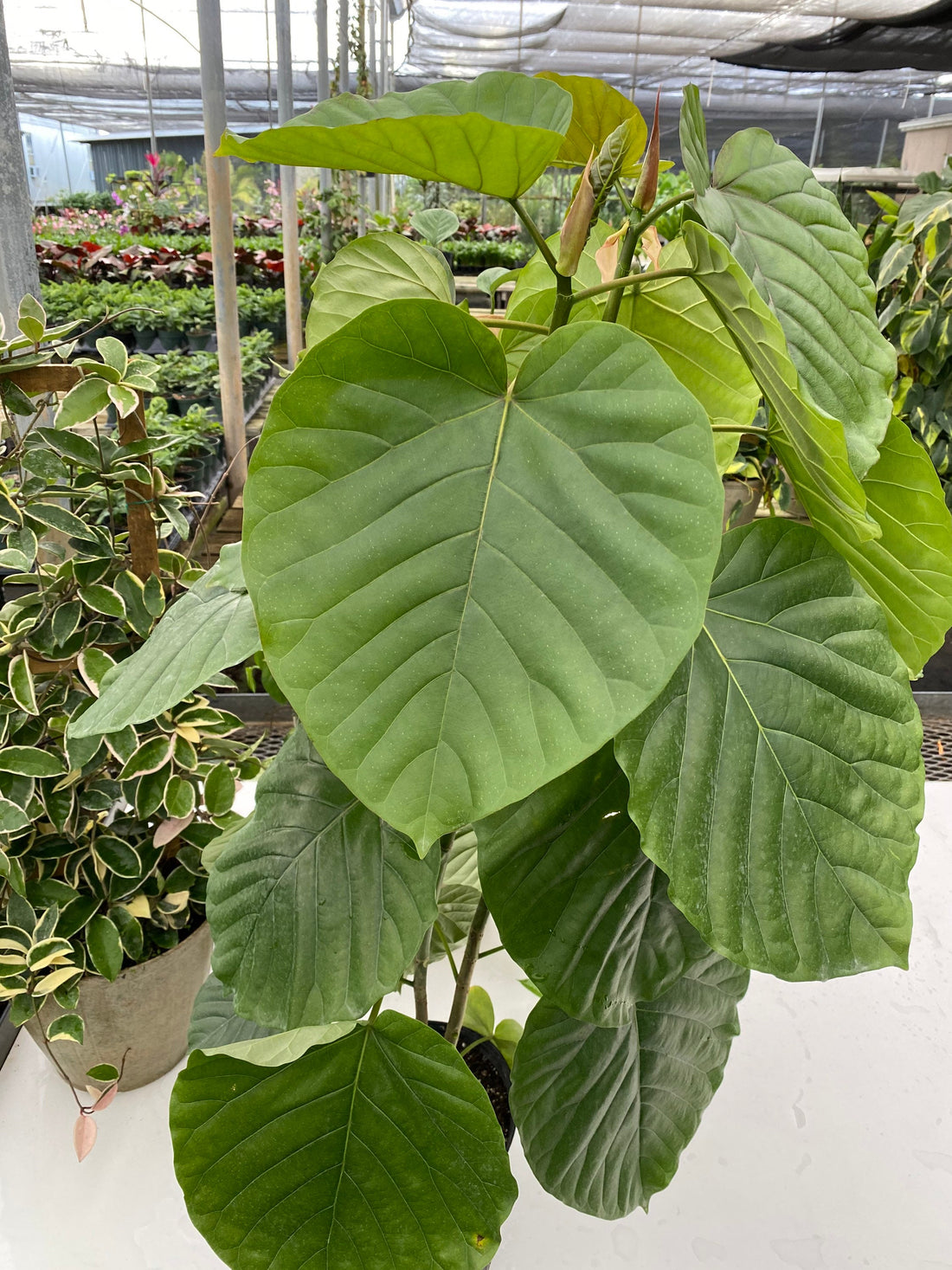 close up view of Ficus Umbellata, Heart Leaf Ficus, Live Indoor Plant