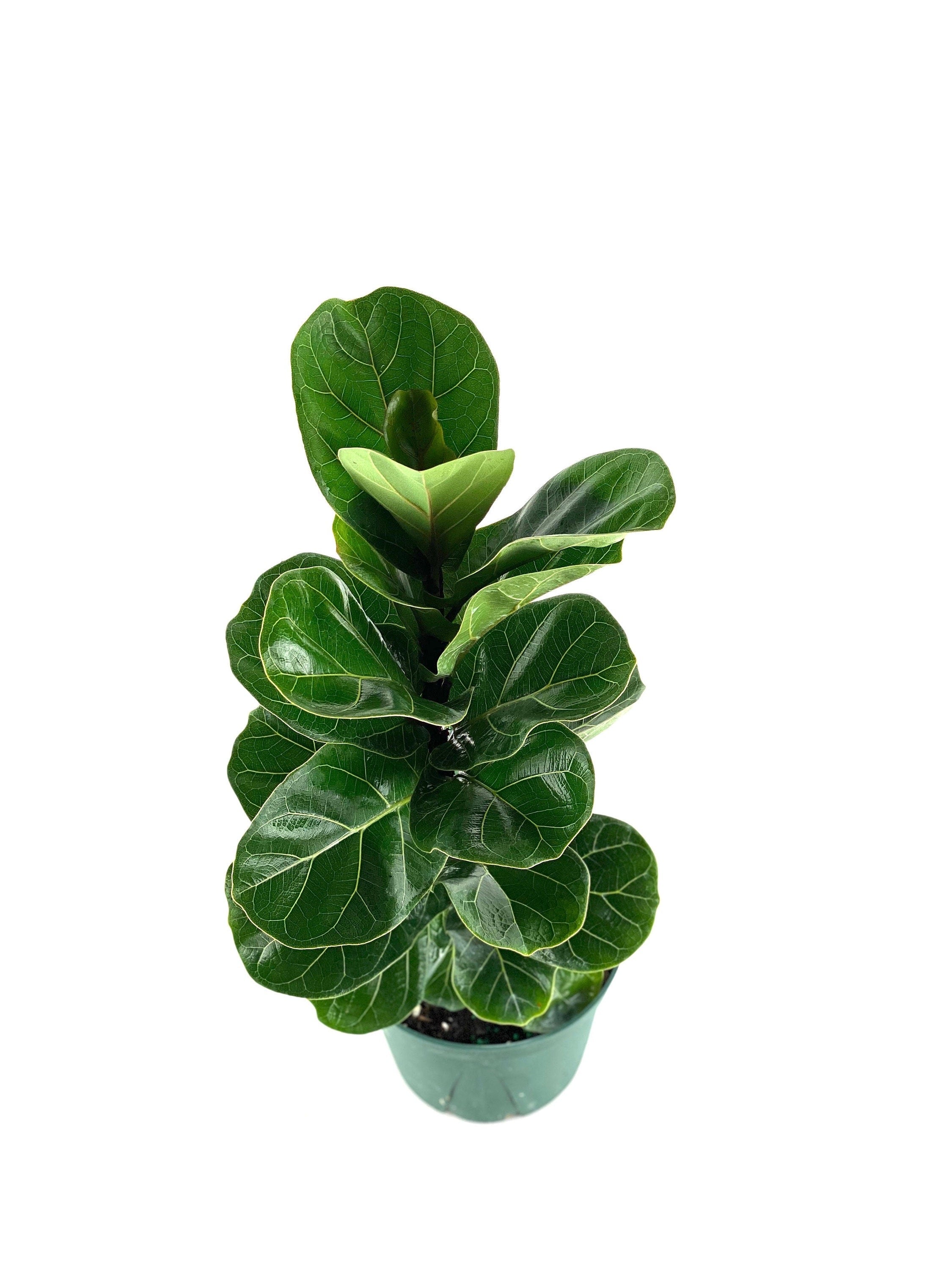 Ficus Fiddle Leaf Fig Bambino Bush, 2gal sold Pot, 4 Feet Overall Height, Lyrata Double Stem Canopy