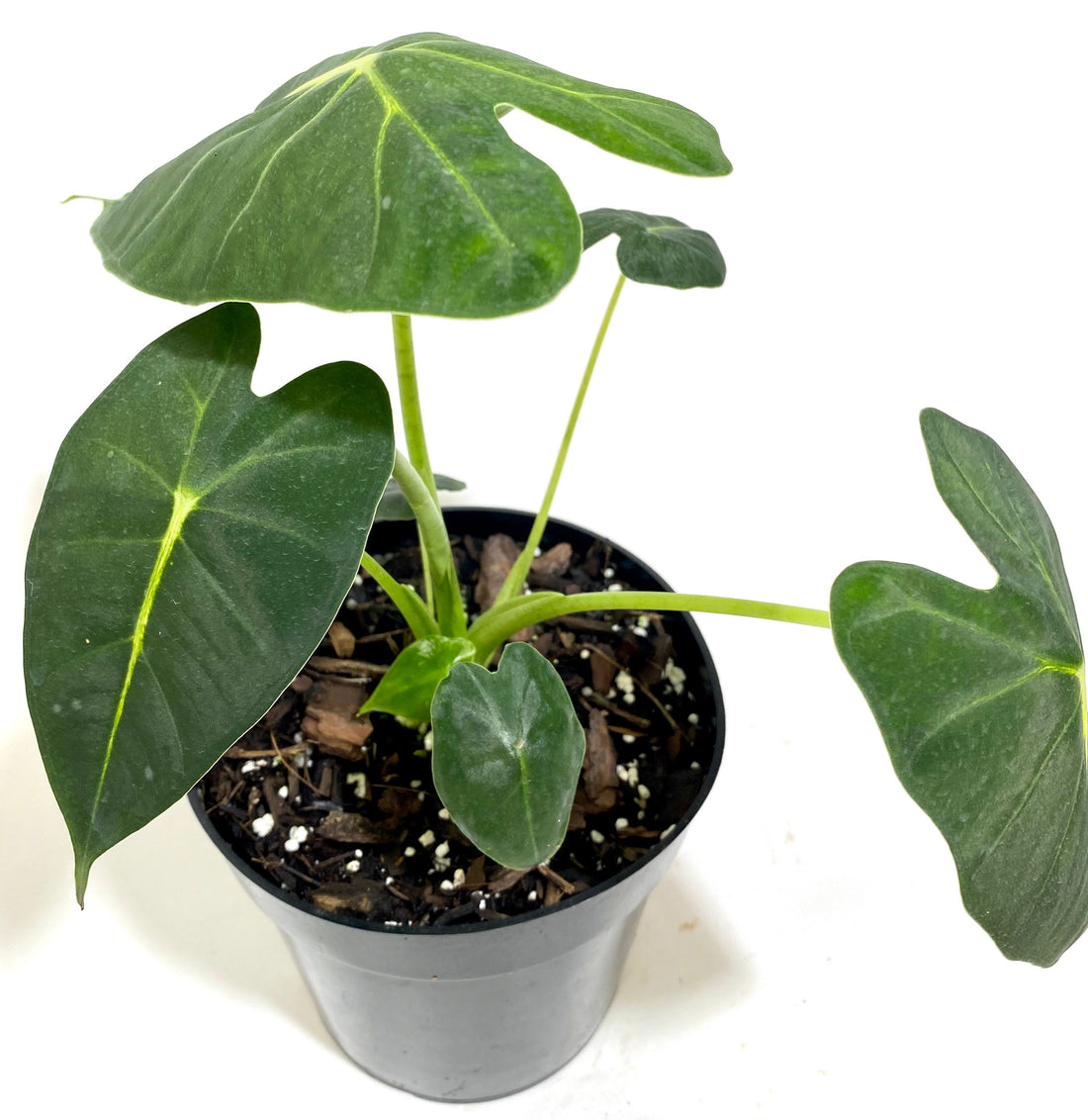 Alocasia Frydek, Green Velvet Elephant Ear Plant