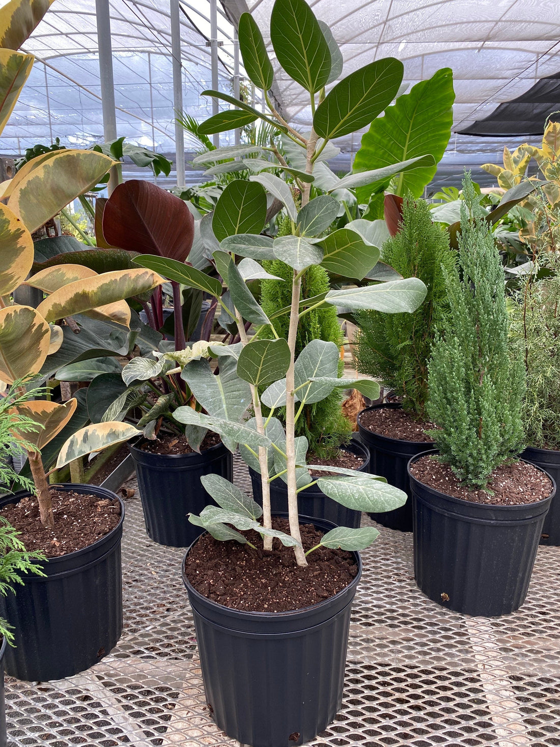 outside view of Banyan Tree, Ficus Benghalensisis in a pot