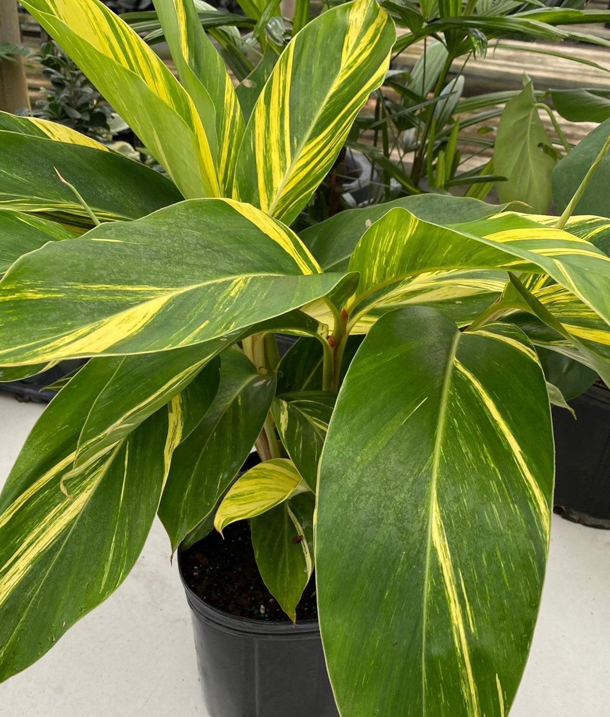 Varigated Ginger Shell Explore Our Ginger Shell Variegated | Eureka Farms