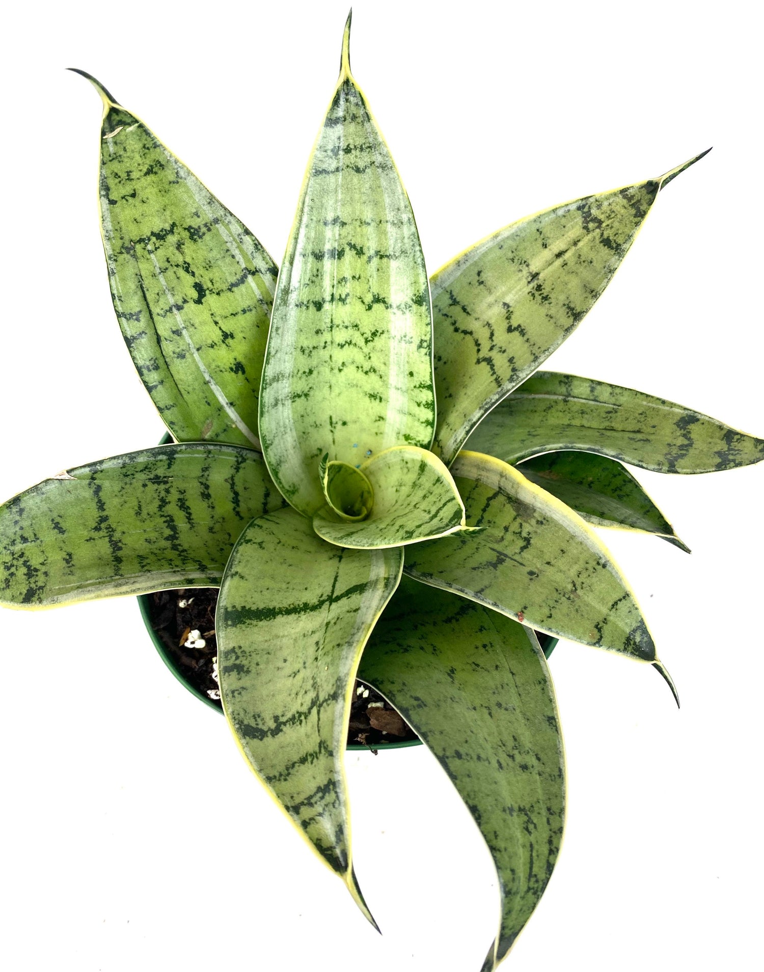 sansevieria hahnii silver marginata Buy Our Sansevieria Hahnii Silver