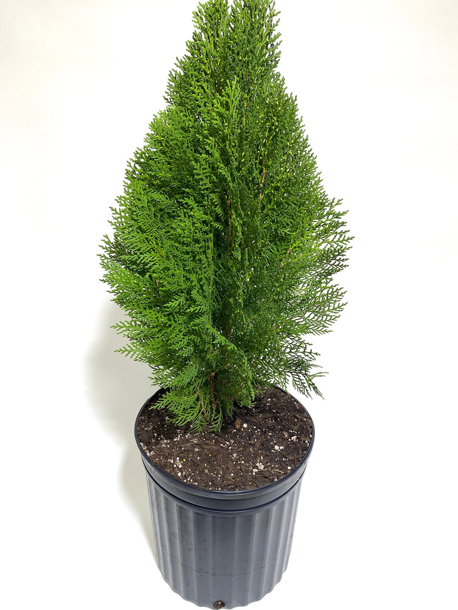 Blue Cone Arborvitae Thuja Orientalis Cypress