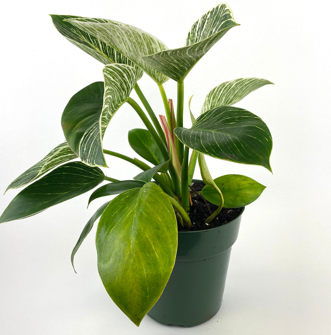 Philodendron Birkin, White Stripe Leaves