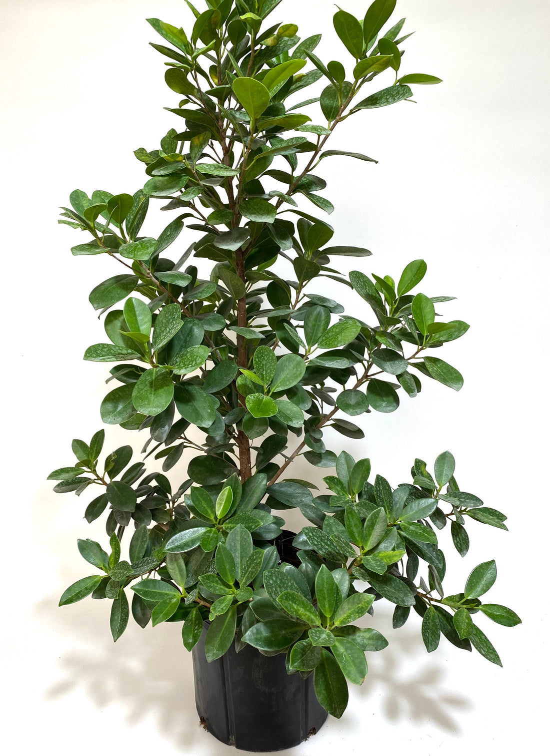 Ficus Moclame Bush, Ficus Microcarpa Daniella with white background