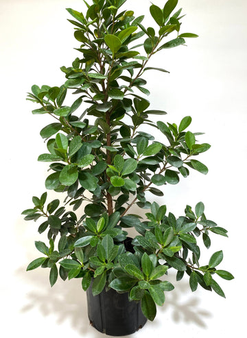 Ficus Green Island, Ficus Microcarpa