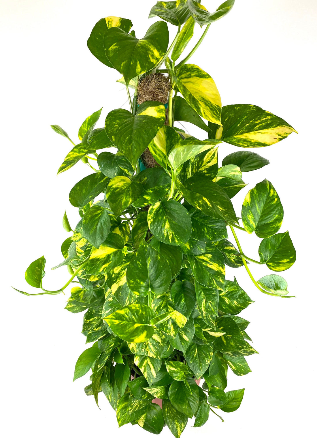 Golden Pothos in Trellis, Epipremnum Aureum
