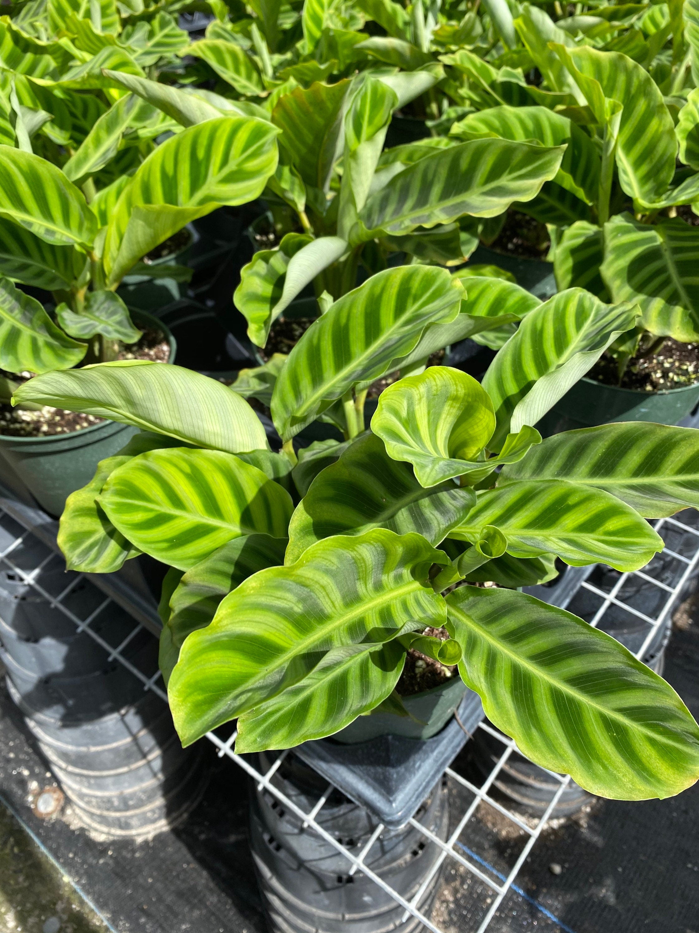 CALATHEA Zebra Plant. Different Sizes Available. FREE order SHIPPING