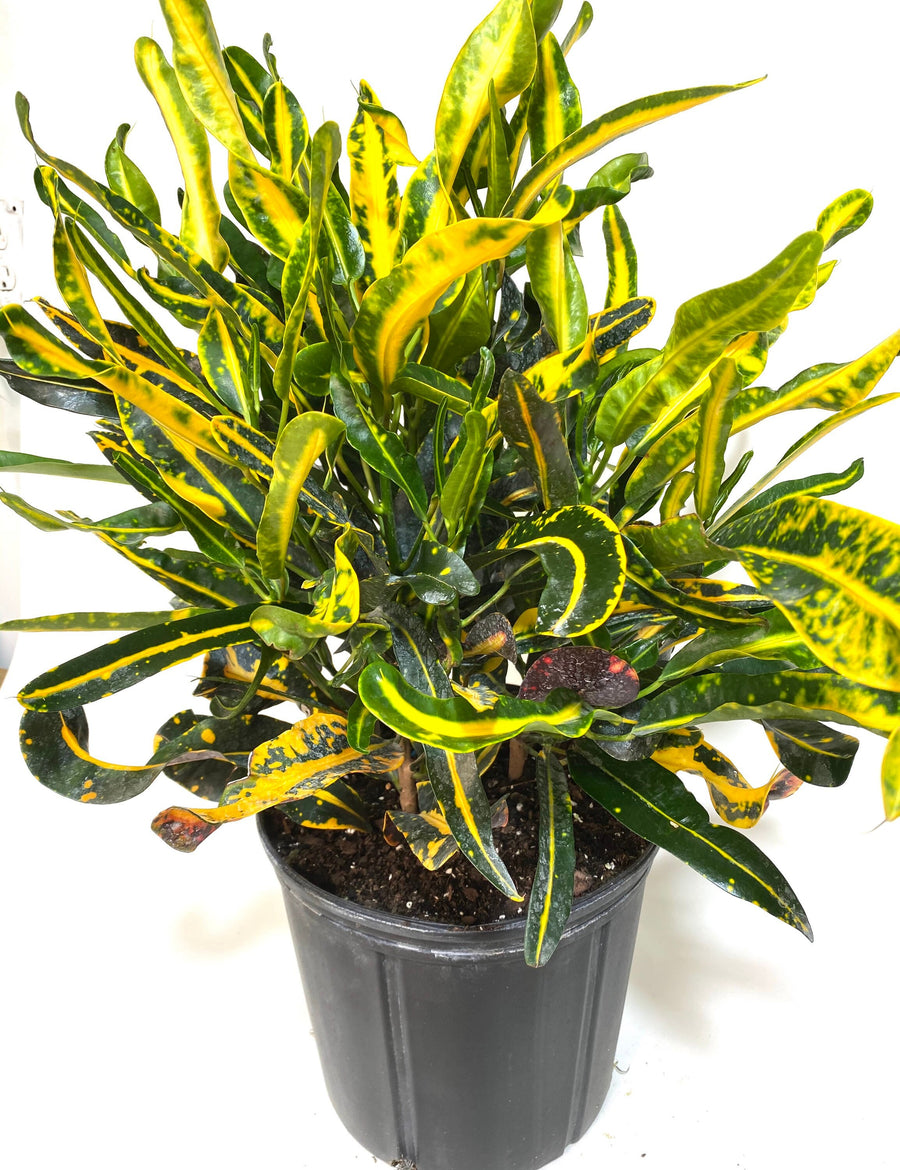 Croton Mammy Yellow, Mammey Live Tropical Plant Indoor or Outdoor