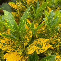 Croton Gold Dust, Live Tropical Plant indoor or Outdoor