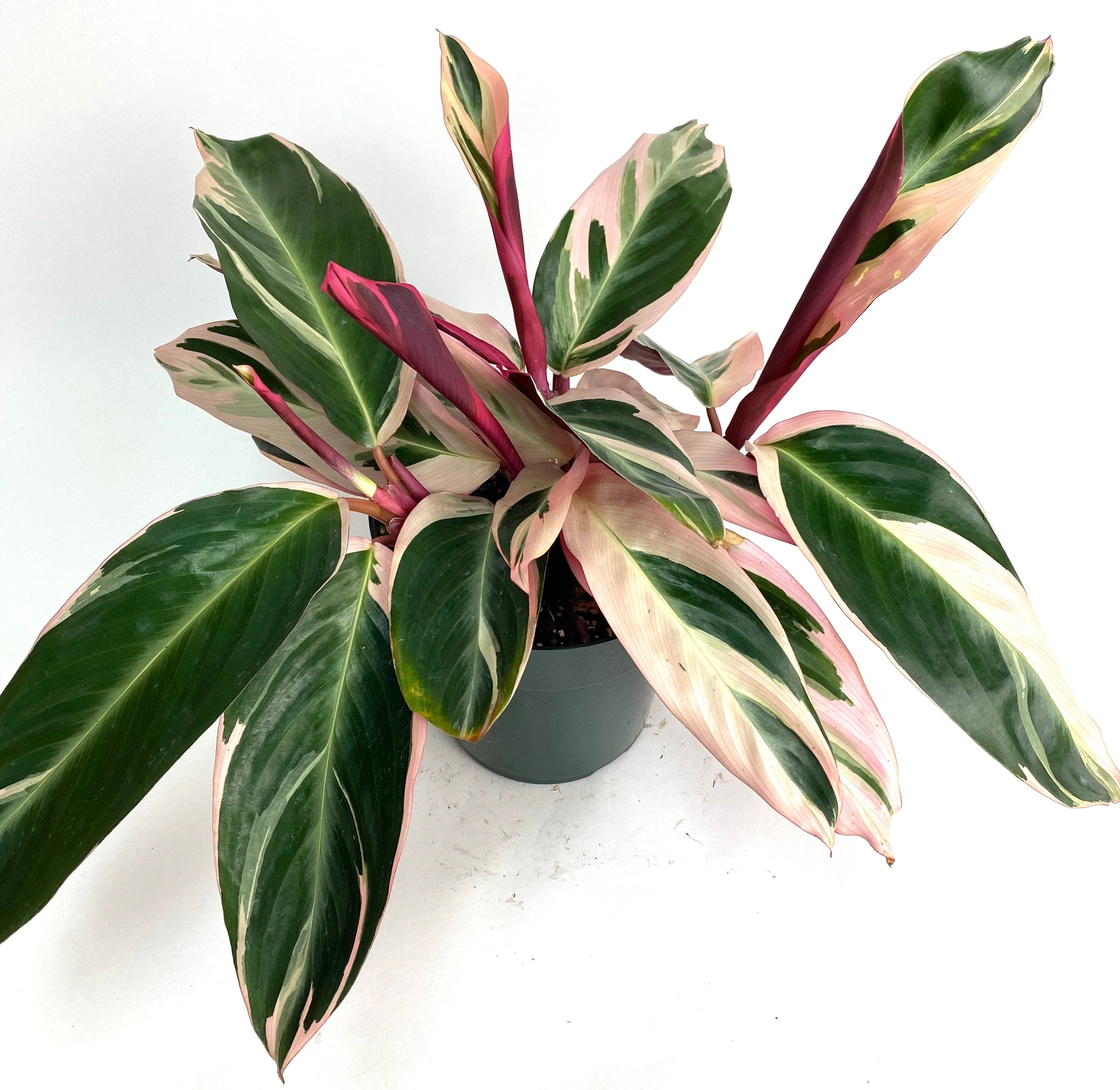 tricolor prayer plant indoor care Stromanthe Tricolor, Purple Prayer Plant