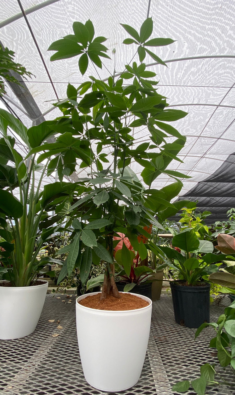 Money Tree Braided, Pachira Aquatica, Good Luck Tree