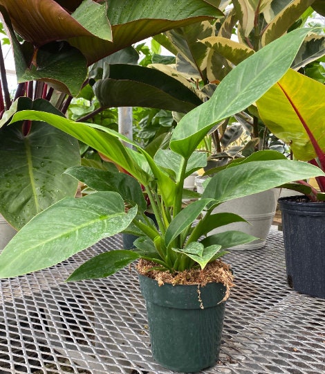 Philodendron Imperial Green