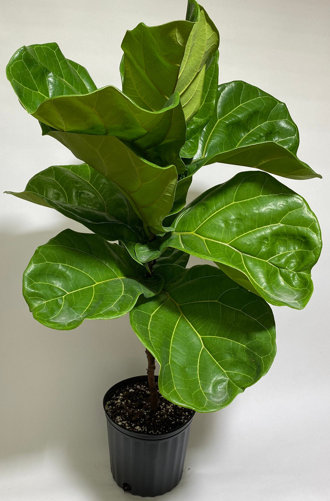 Ficus Lyrata Tree Form Single, Fiddle Leaf Fig Tree – Eureka Farms