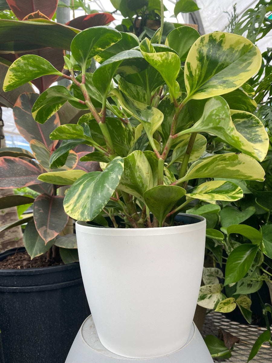 A live Peperomia Marble plant featuring glossy green leaves with striking creamy-yellow variegation.