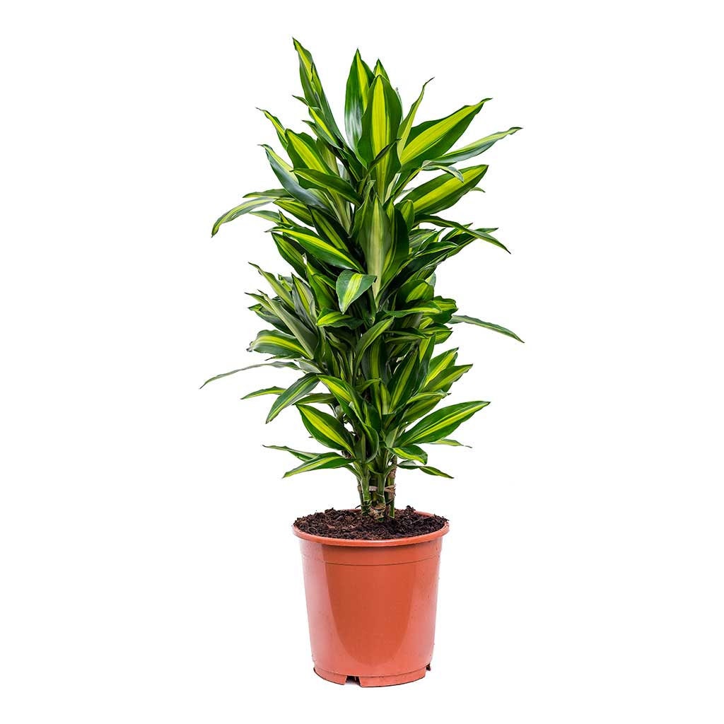 Dracaena Moonlight Steudneri