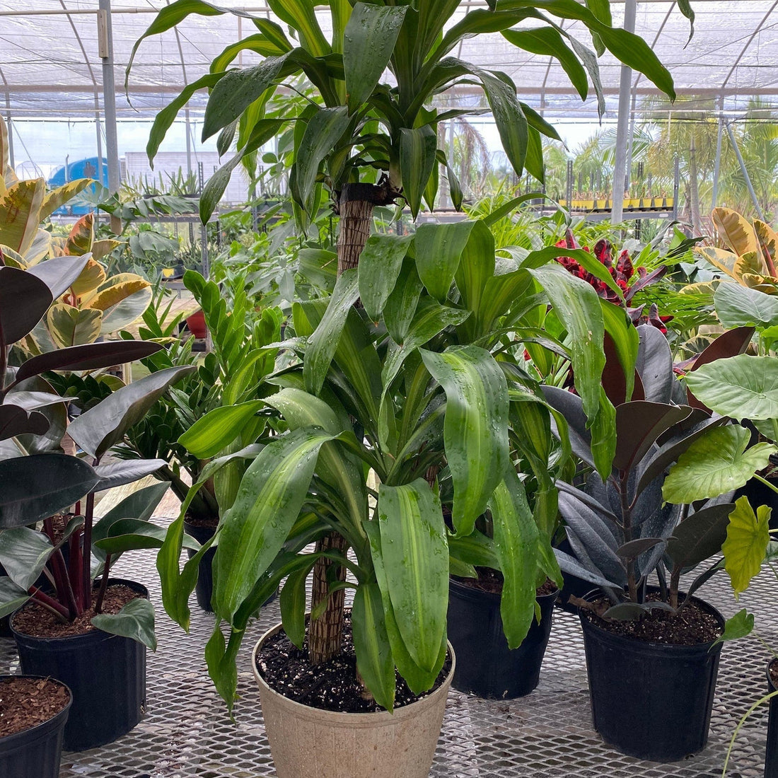 Dracaena Mass Cane Corn Plant Massangeana, 3 Stems Staggered in a pot