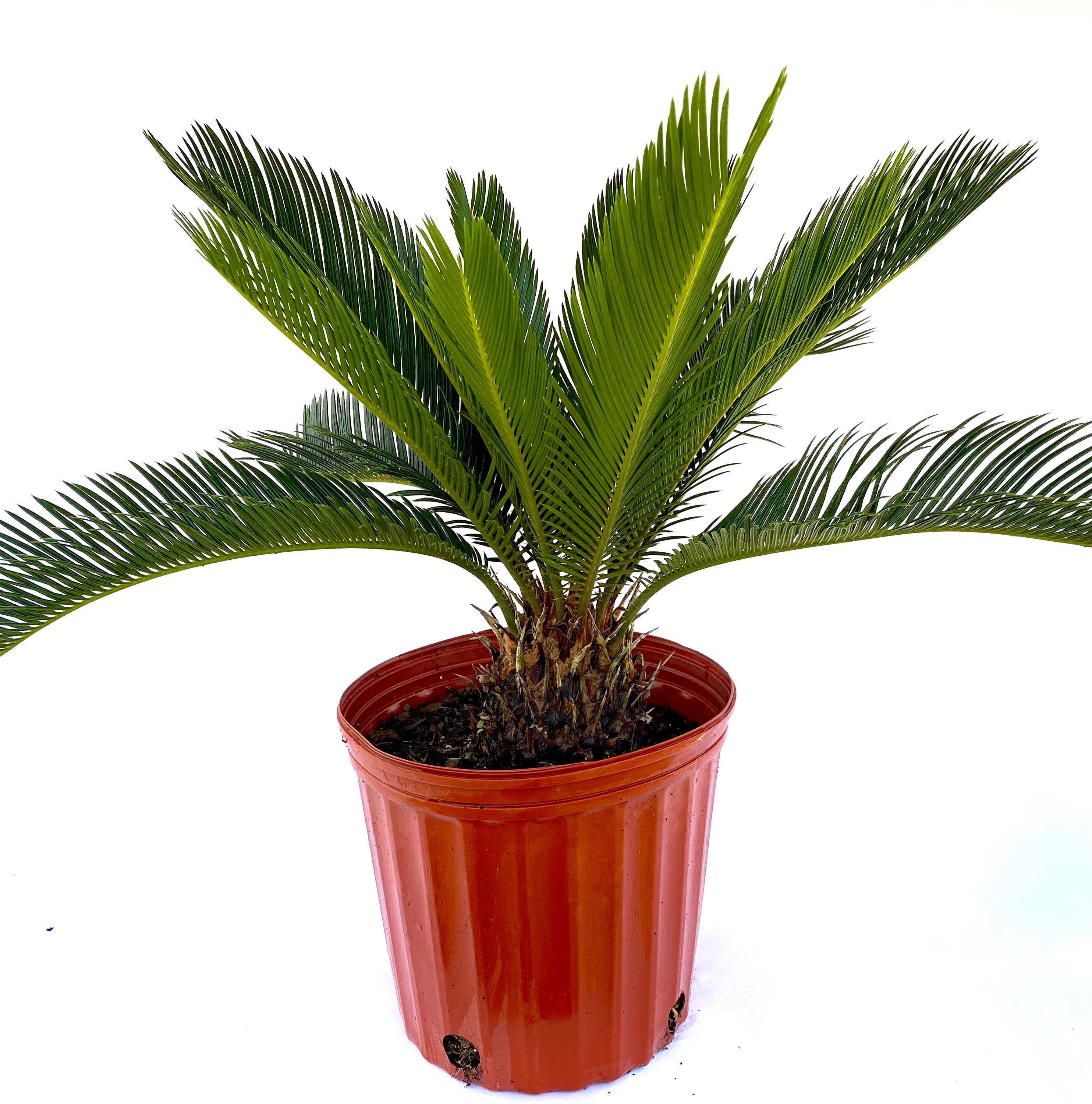 Palm King Sago Palm, Cycas Revoluta, Exotic