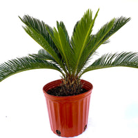 Palm King Sago Palm, Cycas Revoluta, Exotic
