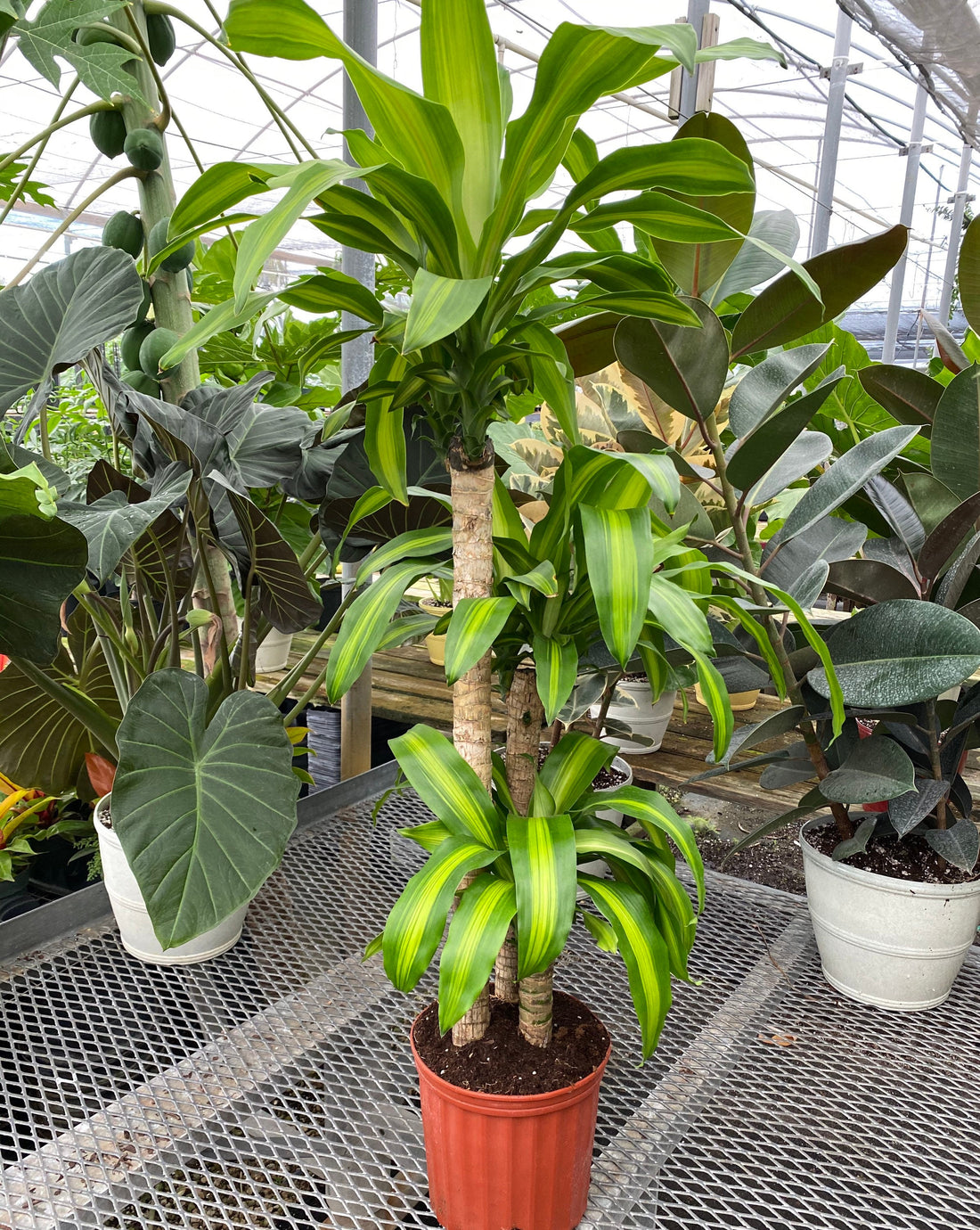 front view of Dracaena Mass Cane Corn Plant Massangeana, 3 Stems Staggered