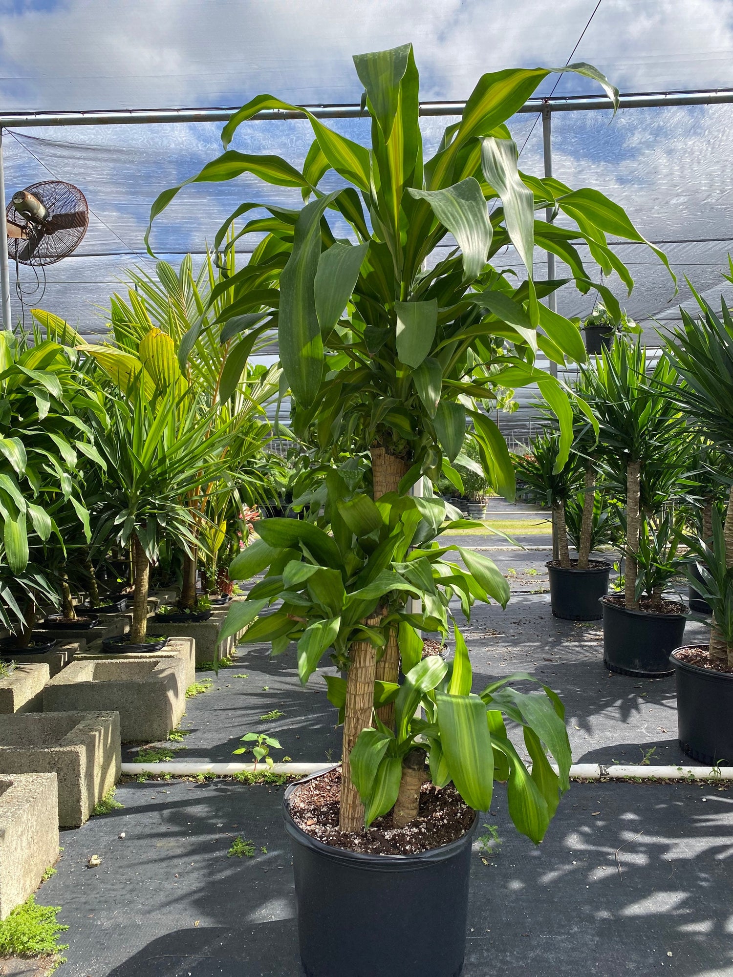 can dracaena grow outside Dracaena Mass Cane Corn Plant Massangeana, 2 Stem Staggered