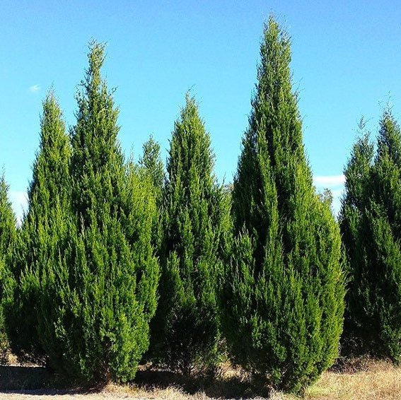Brodie Red Cedar Tree, Fast Growing Evergreen Group of tall green trees against a clear blue sky