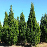 Brodie Southern Red Cedar Tree, Fast Growing Evergreen