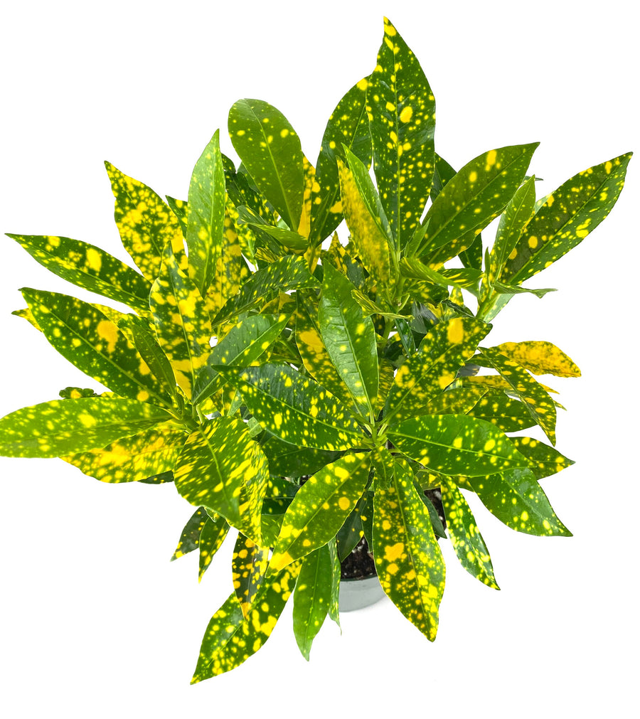 Croton Gold Dust, Live Tropical Plant indoor or Outdoor