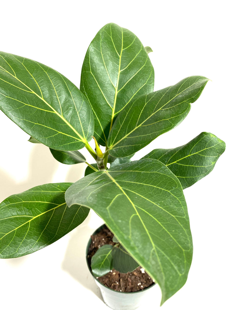 Ficus Audrey Tree Form Single, Ficus Benghalensisis Bengal Fig