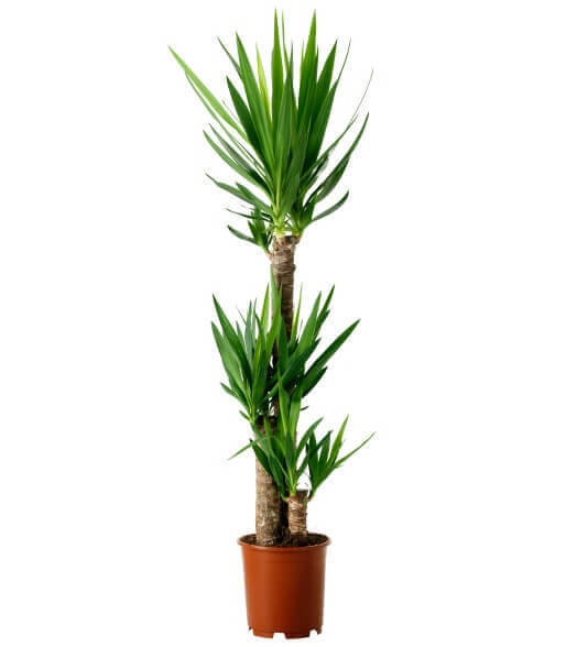 Dracaena Yucca Cane, Yucca Gigantea 2 Stem Staggered