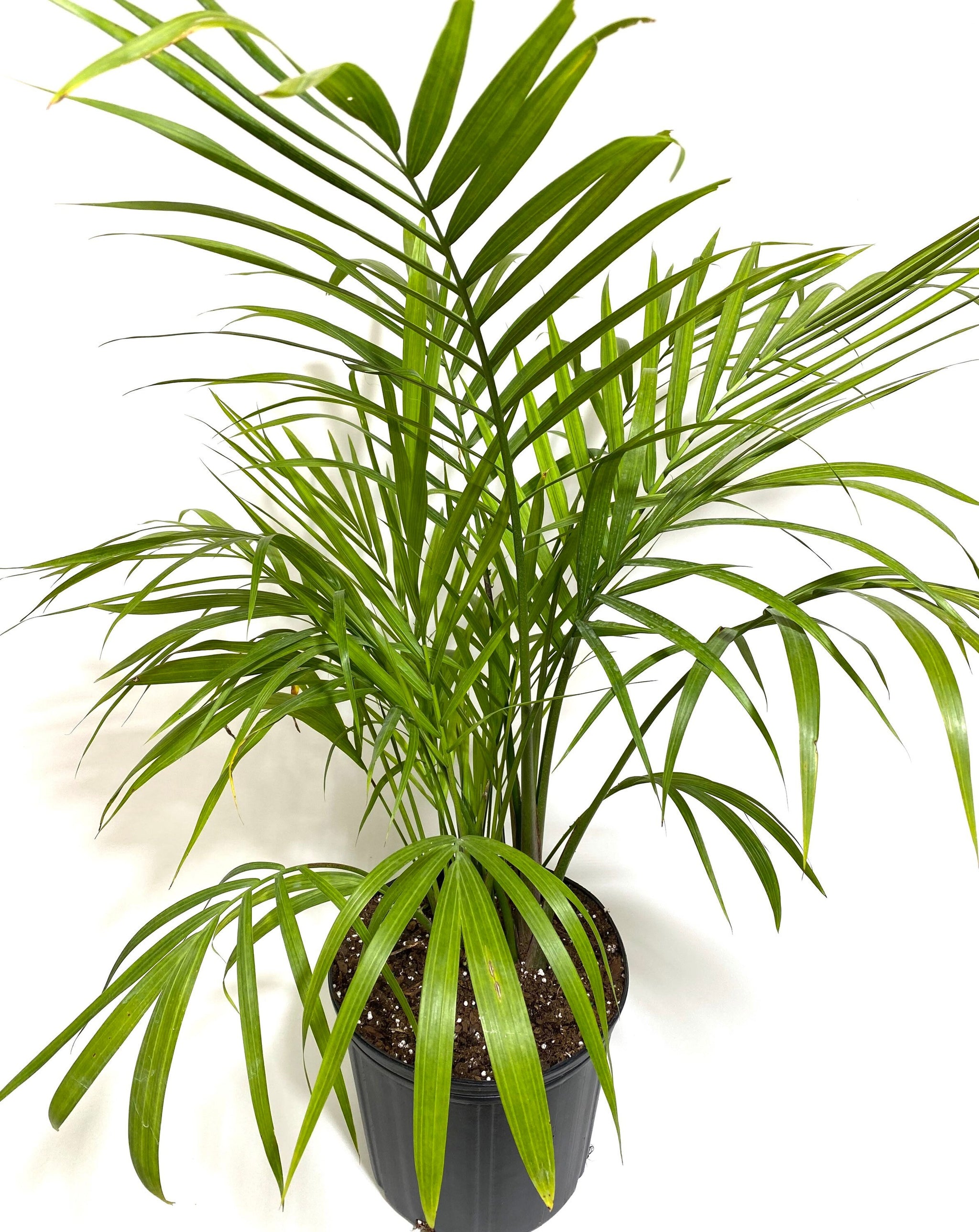 Majesty Palm, Ravenea Rivularis Live Indoor Plant – Eureka Farms