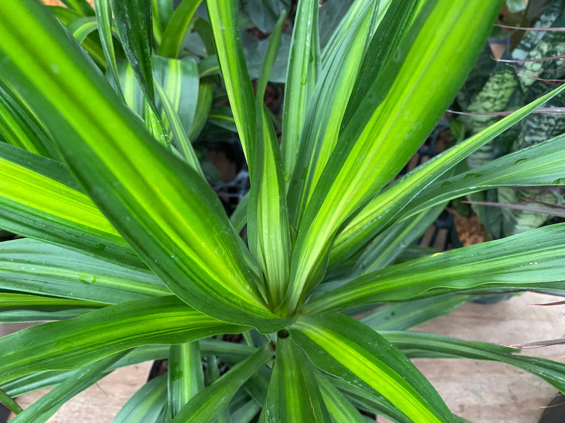 A potted Dracaena Rikki